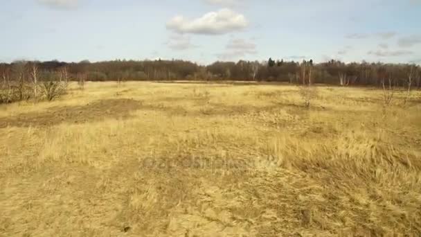 Hierba después del fuego. Campo amarillo de hierba después de la quema con un dron — Vídeo de stock