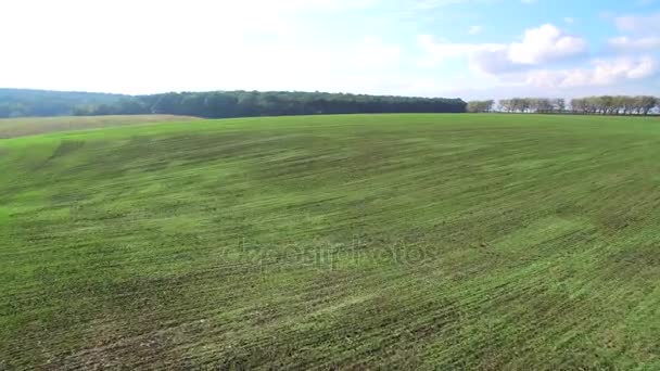 Flyger över det gröna fältet tidigt på våren. Fotografering med Drona fältet på en solig dag — Stockvideo