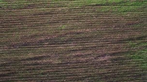 Widok z góry. Latające nad zielonym polu. Początku kiełkowania nasion — Wideo stockowe