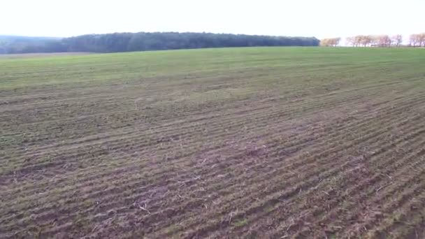 Fliegen im zeitigen Frühjahr über die grüne Wiese. Schießen mit Drohnenfeld an einem sonnigen Tag — Stockvideo