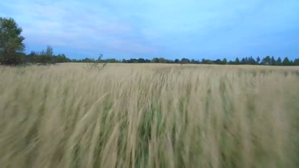 Aerial view. The flight in the evening over a white grass. 4k — Stock Video