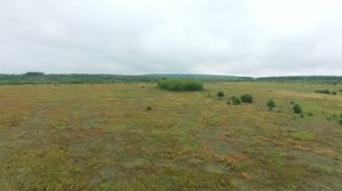 Bulutlu hava alanında üzerinde uçan uçaklar. Küçük büyümüş ağaçlar