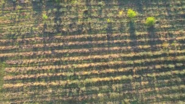 The view from the top. Flying over the green field. Early germination of seed — Stock Video