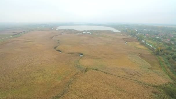 Flying over the moorland. The yellow cane grows around rivers and lakes — Stock Video