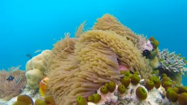 Üzerine sığ mercan okyanus sahne. Okyanus sualtı video. Küçük balık yüzmek doğru hareket ve algler tarafından gizli. Renkli mercan ve balık Maldivler.