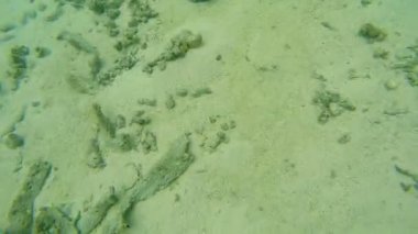 Üzerine sığ mercan okyanus sahne. Okyanus sualtı video. Küçük balık yüzmek doğru hareket ve algler tarafından gizli. Renkli mercan ve balık Maldivler.