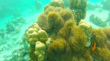 Üzerine sığ mercan okyanus sahne. Okyanus sualtı video. Küçük balık yüzmek doğru hareket ve algler tarafından gizli. Renkli mercan ve balık Maldivler.