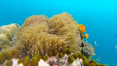 Üzerine sığ mercan okyanus sahne. Okyanus sualtı video. Küçük balık yüzmek doğru hareket ve algler tarafından gizli. Renkli mercan ve balık Maldivler.