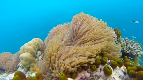 Pemandangan laut di terumbu karang dangkal. Video bawah air laut. Ikan kecil berenang secara tidak menentu dan tersembunyi oleh alga. Warna karang dan ikan di Maladewa . — Stok Video