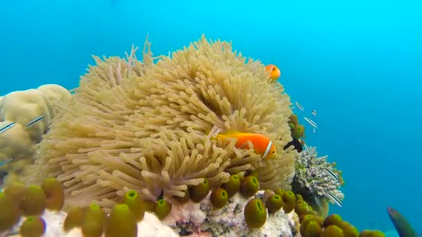 Oceaan landschap op ondiepe koraal rif. Onderwater video van de Oceaan. Kleine vissen zwemmen schokkerig en verborgen door algen. Gekleurde koralen en vissen in de Maldiven. — Stockvideo