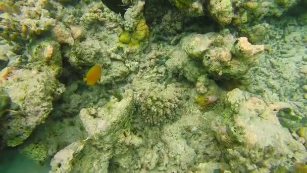 Krajobraz ocean na płytkie rafy koralowej. Podwodne wideo ocean. Małe ryby pływać chaotycznie i ukryte przez glony. Kolorowych koralowców i ryb w Malediwy. — Wideo stockowe