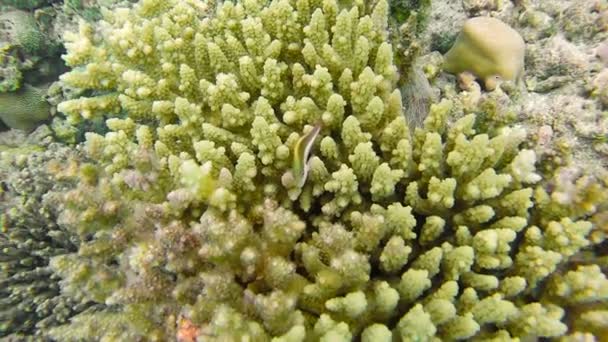 浅いサンゴ礁の海の風景。海の水中ビデオ。小さな魚が泳ぐ不安定と藻類によって隠されました。色サンゴや魚、モルディブで. — ストック動画