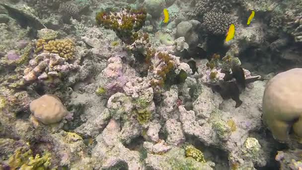Paysages océaniques sur récif corallien peu profond. Vidéo sous-marine de l'océan. Les petits poissons nagent de façon erratique et cachés par les algues. Coraux et poissons de couleur aux Maldives . — Video