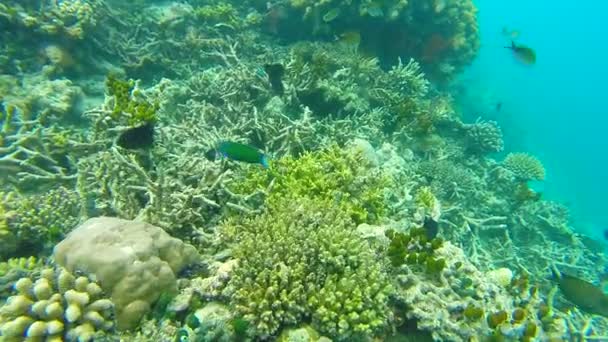 浅いサンゴ礁の海の風景。海の水中ビデオ。小さな魚が泳ぐ不安定と藻類によって隠されました。色サンゴや魚、モルディブで. — ストック動画