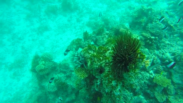 Ocean scenery on shallow coral reef. Underwater video of the ocean. Small fish swim erratically and hidden by algae. Colored corals and fish in the Maldives. — Stock Video