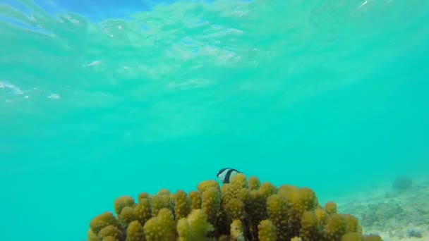 Τοπίο ωκεανό, σε ρηχά κοραλλιογενή ύφαλο. Υποβρύχια Βιντεοσκόπηση του ωκεανού. Μικρά ψάρια κολυμπούν με αστάθεια και κρυμμένα από τα άλγη. Χρωματιστά κοράλλια και τα ψάρια στις Μαλδίβες. — Αρχείο Βίντεο