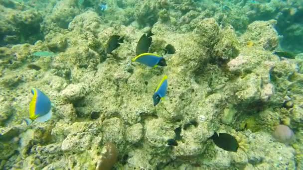 浅いサンゴ礁の海の風景。海の水中ビデオ。小さな魚が泳ぐ不安定と藻類によって隠されました。色サンゴや魚、モルディブで. — ストック動画