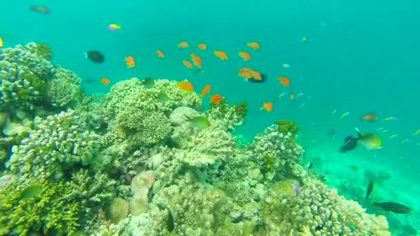 Ocean scenery on shallow coral reef. Underwater video of the ocean. Small fish swim erratically and hidden by algae. Colored corals and fish in the Maldives. — Stock Video