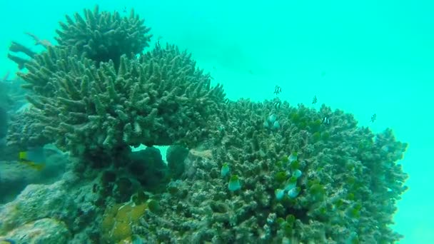 Oceaan landschap op ondiepe koraal rif. Onderwater video van de Oceaan. Kleine vissen zwemmen schokkerig en verborgen door algen. Gekleurde koralen en vissen in de Maldiven. — Stockvideo