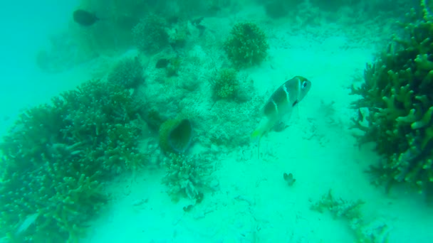 Paisaje oceánico en arrecife de coral poco profundo. Vídeo submarino del océano. Los peces pequeños nadan erráticamente y están ocultos por las algas. Corales y peces de colores en las Maldivas . — Vídeo de stock