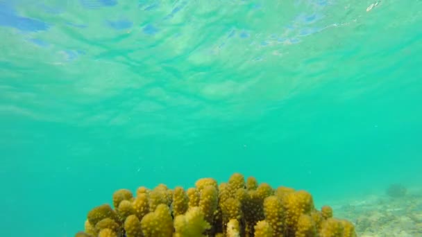 Paisaje oceánico en arrecife de coral poco profundo. Vídeo submarino del océano. Los peces pequeños nadan erráticamente y están ocultos por las algas. Corales y peces de colores en las Maldivas . — Vídeos de Stock