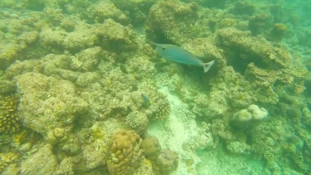 浅いサンゴ礁の海の風景。海の水中ビデオ。小さな魚が泳ぐ不安定と藻類によって隠されました。色サンゴや魚、モルディブで. — ストック動画