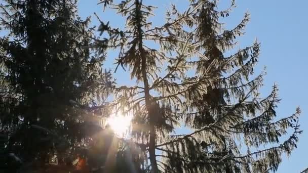 Solens strålar passerar genom topparna av träd täckta med snö. Utmärkt vinterlandskap — Stockvideo