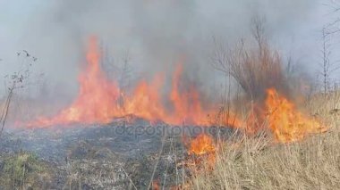 Burns kuru ot. Tarlalarda yangın büyük ölçüde. Hayatta her şey ateş yakar.