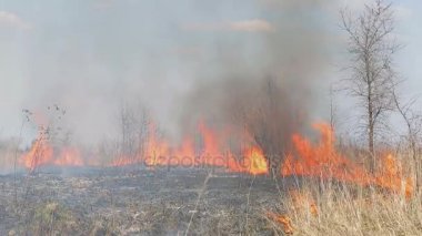 Büyük ateş. kuru ot ateşin yanında kırsal evleri. Yanan orman ve ölü ağaçlar