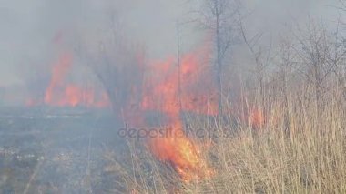 Büyük ateş. kuru ot ateşin yanında kırsal evleri. Yanan orman ve ölü ağaçlar