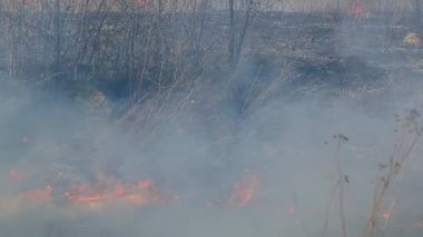Orman yangınları bir sonucu olabilir. Kuru ot sadece Filiz yeşil çim yakar