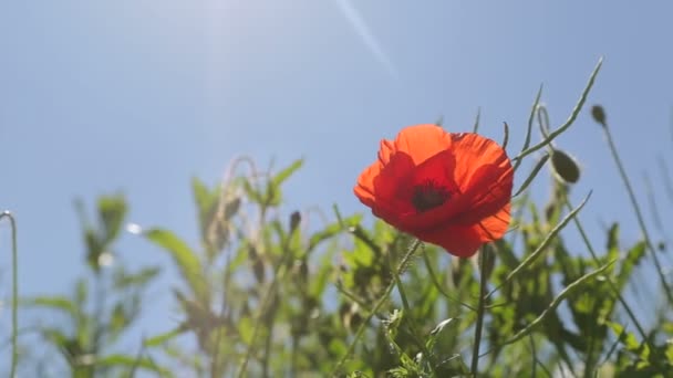 Una amapolas rojas silvestres — Vídeos de Stock