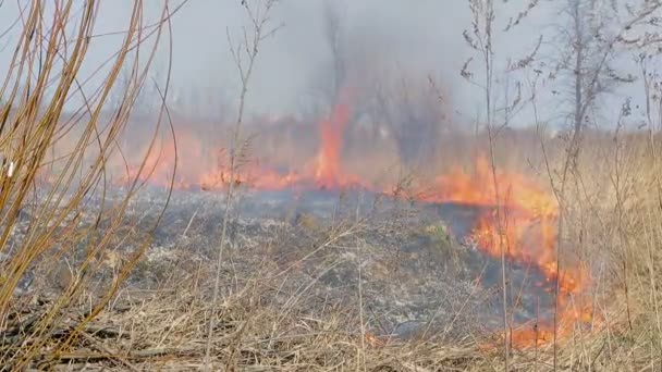 Brûle l'herbe sèche. Le feu dans les champs à grande échelle. Le feu brûle tout vif .