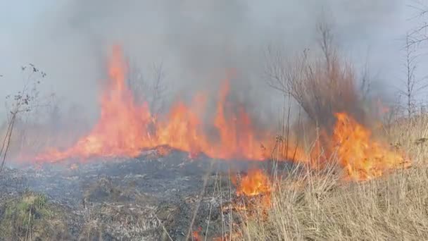 Brûle l'herbe sèche. Le feu dans les champs à grande échelle. Le feu brûle tout vif .