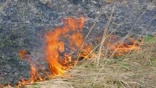 Burning dry grass closeup. Dry grass burns only sprouted green grass — Stock Video
