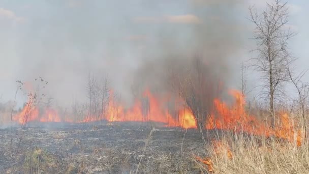 Огромный огонь. Пожар сухой травы возле сельских домов. Горящий лес и мертвые деревья — стоковое видео