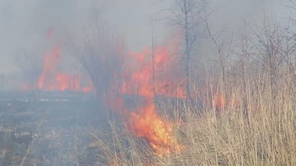 Un énorme feu. feu d'herbe sèche près des maisons rurales. Forêt brûlante et arbres morts 