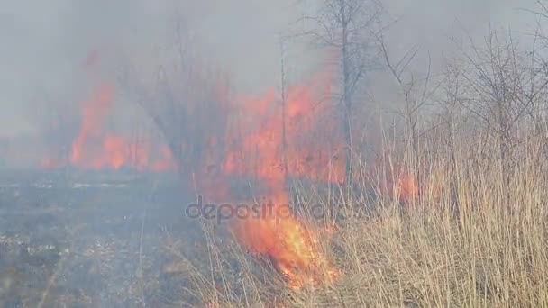 Τεράστια φωτιά. ξηρό χόρτο φωτιά κοντά σε αγροτικές κατοικίες. Κάψιμο δασών και νεκρά δέντρα — Αρχείο Βίντεο