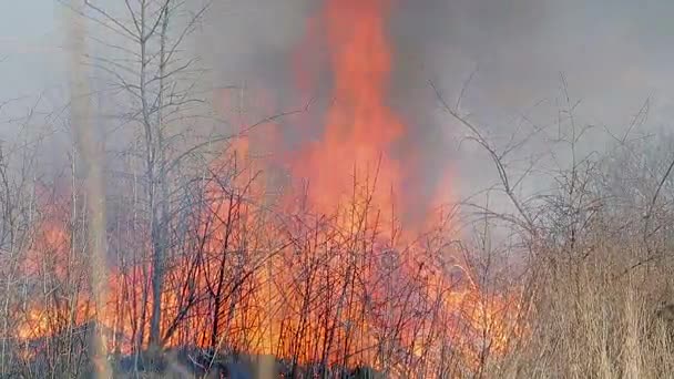 Un énorme feu. feu d'herbe sèche près des maisons rurales. Forêt brûlante et arbres morts — Video