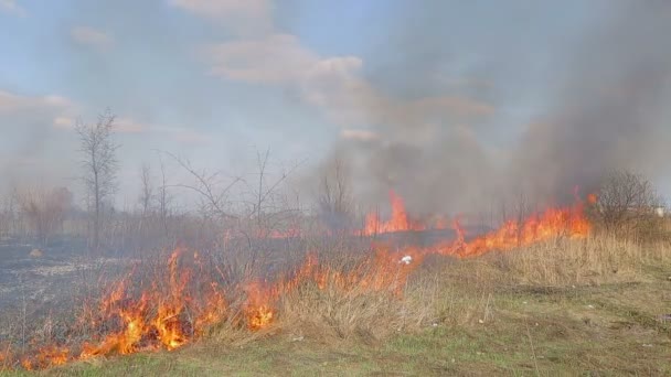 Un énorme feu. feu d'herbe sèche près des maisons rurales. Forêt brûlante et arbres morts 