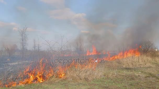 Огромный огонь. Пожар сухой травы возле сельских домов. Горящий лес и мертвые деревья — стоковое видео