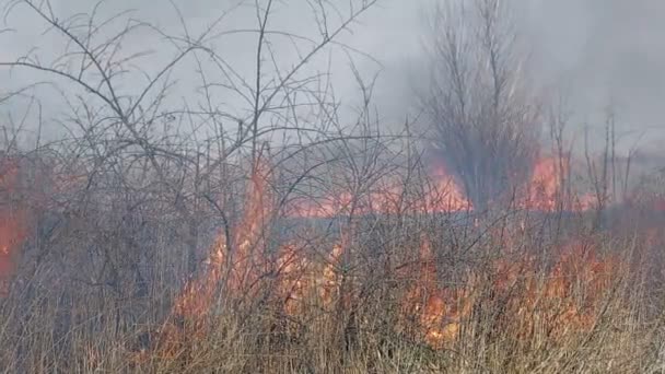 Quema hierba seca junto a asentamientos rurales. El fuego capturó una casa . — Vídeos de Stock