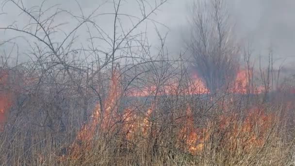 Burns dry grass next to rural settlements. The fire captured a house. — Stock Video