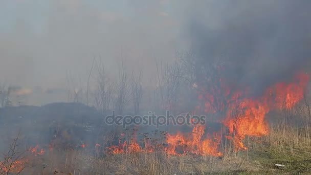 Un énorme feu. feu d'herbe sèche près des maisons rurales. Forêt brûlante et arbres morts 