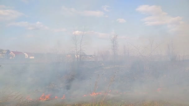 Może na skutek pożarów lasów. Suchej trawy spala tylko porośnięte trawa zielony — Wideo stockowe