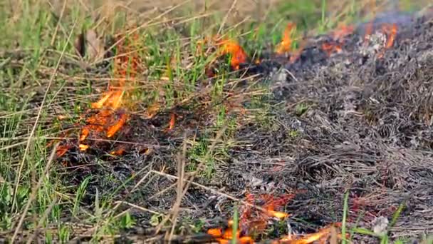 Quemando hierba seca de cerca. Hierba seca quema solo brotó hierba verde — Vídeo de stock