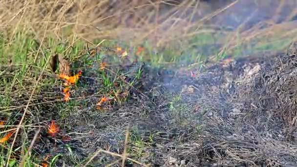 Brennendes trockenes Gras in Nahaufnahme. Trockenes Gras verbrennt nur gekeimtes grünes Gras — Stockvideo