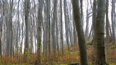 Yeşil bahar orman. Sabah güneşi beyaz çiçekli yeşil çim aydınlatır. Panorama 1920 x 1080