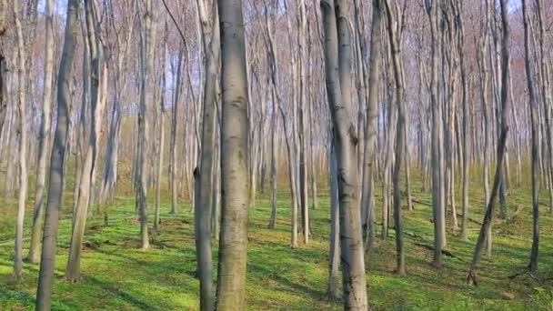 Forêt printanière verte. Le soleil du matin illumine l'herbe verte de fleurs blanches. Panorama 1920x1080 — Video