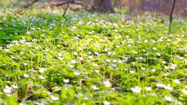 Zelené jarní les. Ranní slunce svítí zelené trávy s bílými květy. Panorama 1920 × 1080